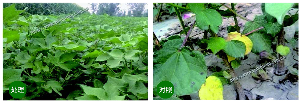 領(lǐng)先生物創(chuàng)新型生防菌劑熒保素應用案例 領(lǐng)先生物創(chuàng)新型生防菌劑熒保素應用案例